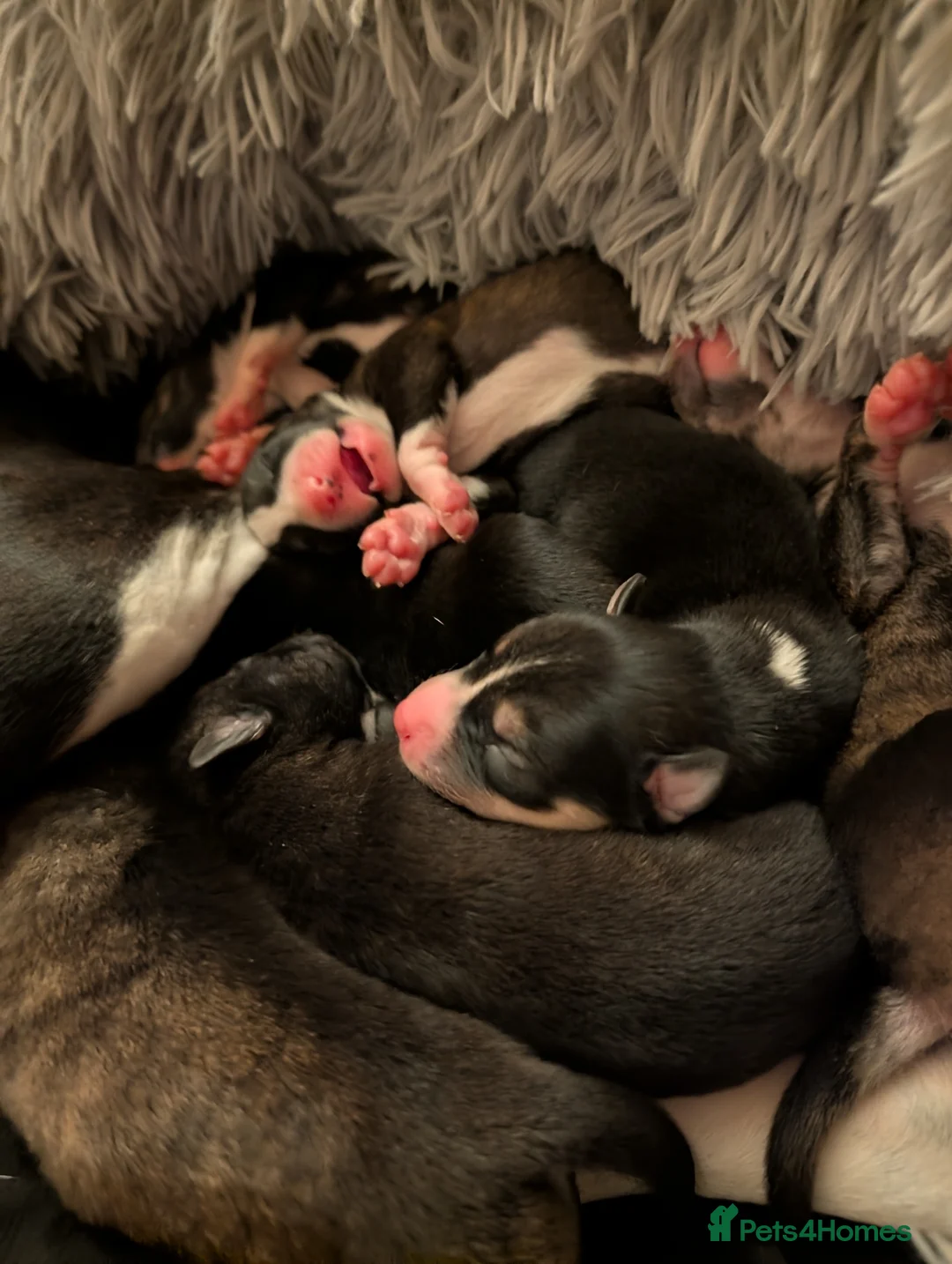 Mixed Breed dogs for sale: Puppies galore!! in Bristol - Advert 11