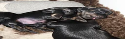 Miniature Dachshund dogs for sale: Stunning Longhaired Mini Dachshund Boys.  - Advert 16