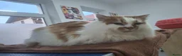 Mixed Breed cats for adoption: Charlie for adoption in Doncaster - Advert 3