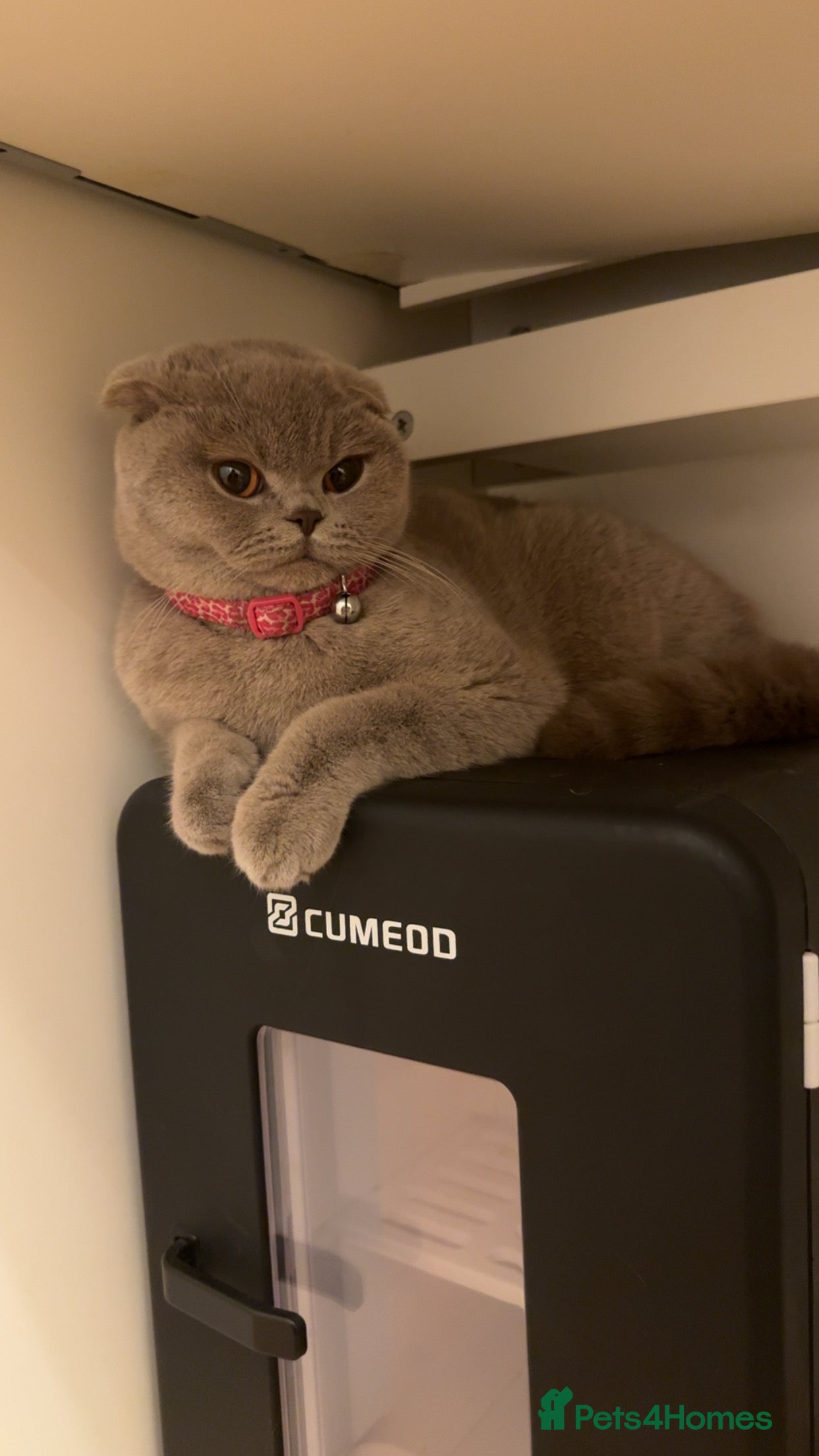 Scottish Fold cats Lilac british short hair/scottish fold kittens in Stanmore - Advert 1