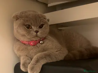 Scottish Fold cats Lilac british short hair/scottish fold kittens in Stanmore - Advert 2