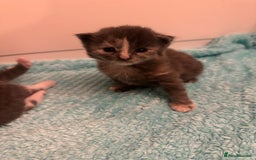 Maine Coon cats for sale: Beautiful mainecoon crosses - Advert 1