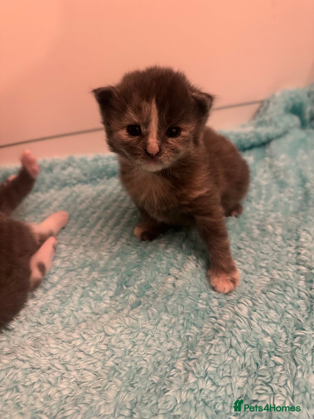 Maine Coon cats for sale: Beautiful mainecoon crosses - Advert 1