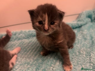 Maine Coon cats Beautiful mainecoon crosses - Advert 2