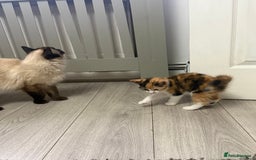 Ragdoll cats for sale: Adorable Ragdoll/Turkish Angora Female Kitten - Image 7