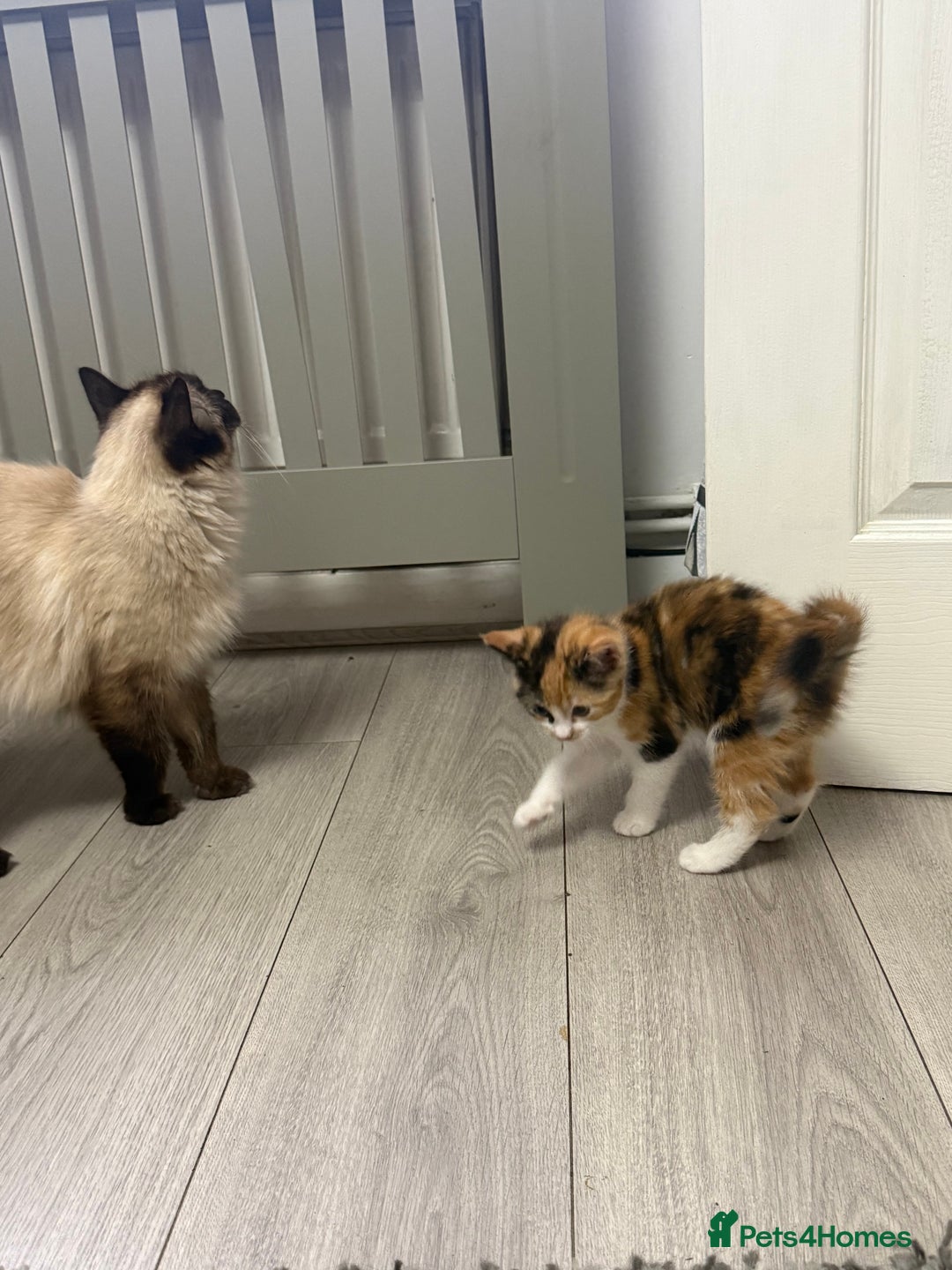 Ragdoll cats for sale: Adorable Ragdoll/Turkish Angora Female Kitten - Image 7