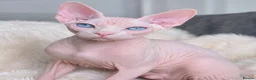 Sphynx cats for stud: 2 studs  Oddeyed elf &DBE eyes white shpynx   - Advert 3