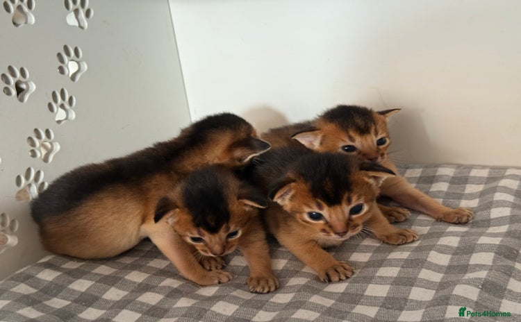 Abyssinian cats - Advert 3