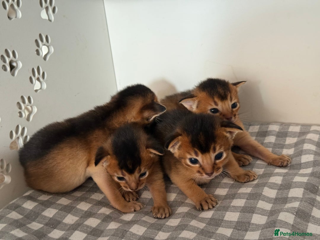 Abyssinian cats for sale: GCCF registered beautiful Abyssinian kittens  - Image 3