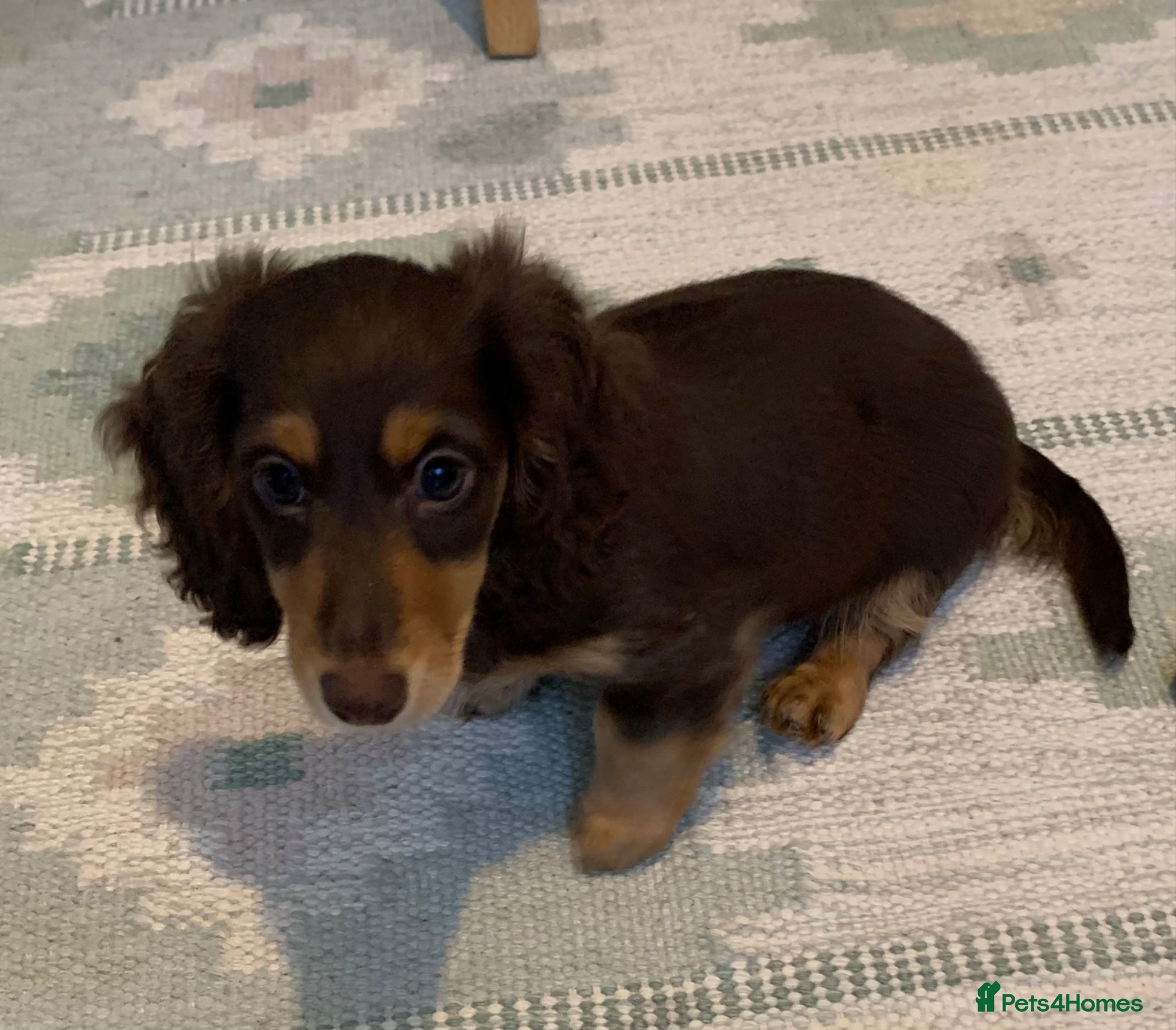 Dachshund dogs for sale: Last 2 Miniature longhaired dachshund Puppies - Advert 6