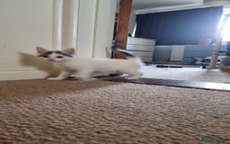 Mixed Breed cats for sale: 4 playful kittens - Image 5
