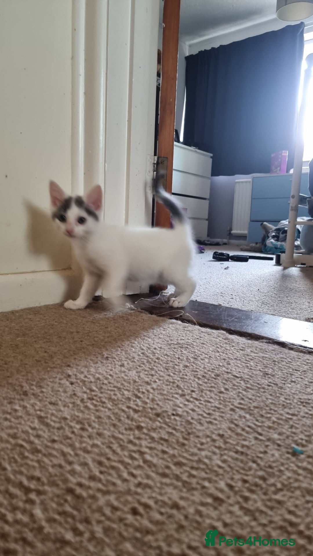 Mixed Breed cats for sale: 4 playful kittens - Image 5