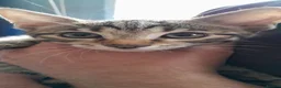 Bengal cats for sale: Bengal kittens Ready now - Advert 2