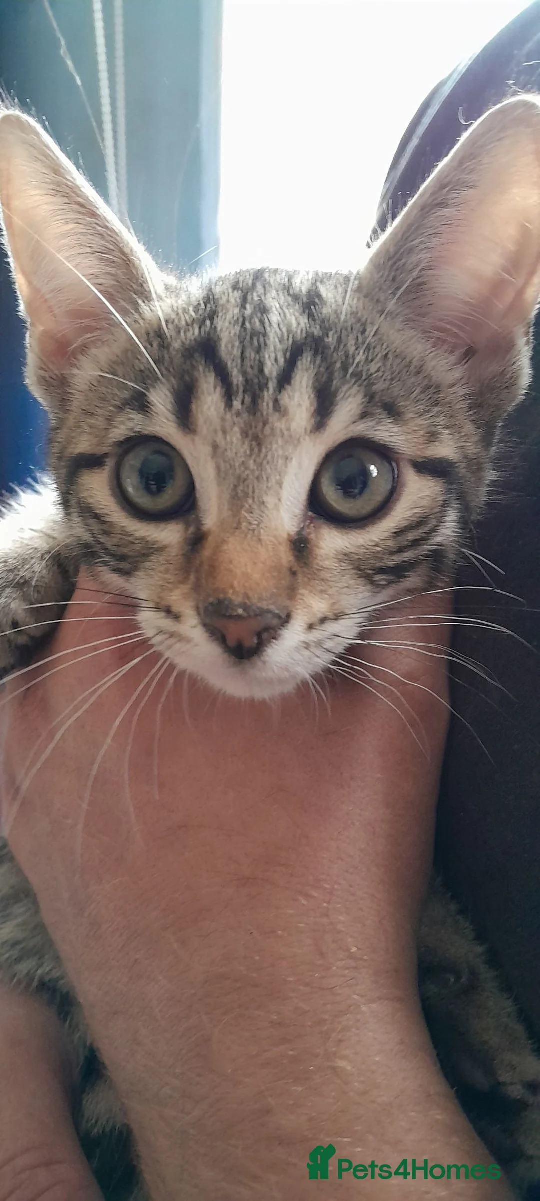 Bengal cats for sale: Bengal kittens Ready now - Advert 2