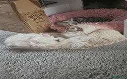 Ragdoll cats for sale: Beautiful Blue Eye, White Female Ragdoll - Image 16