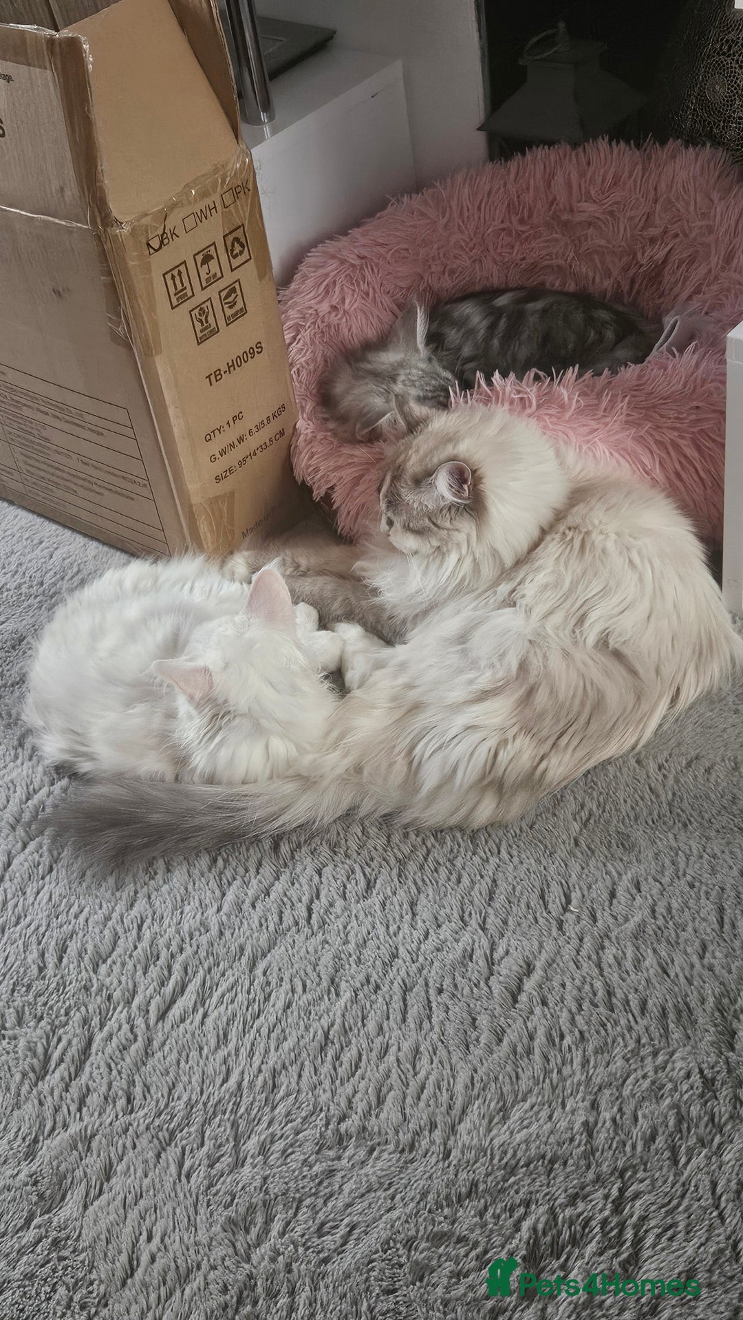 Ragdoll cats for sale: Beautiful Blue Eye, White Female Ragdoll - Image 16