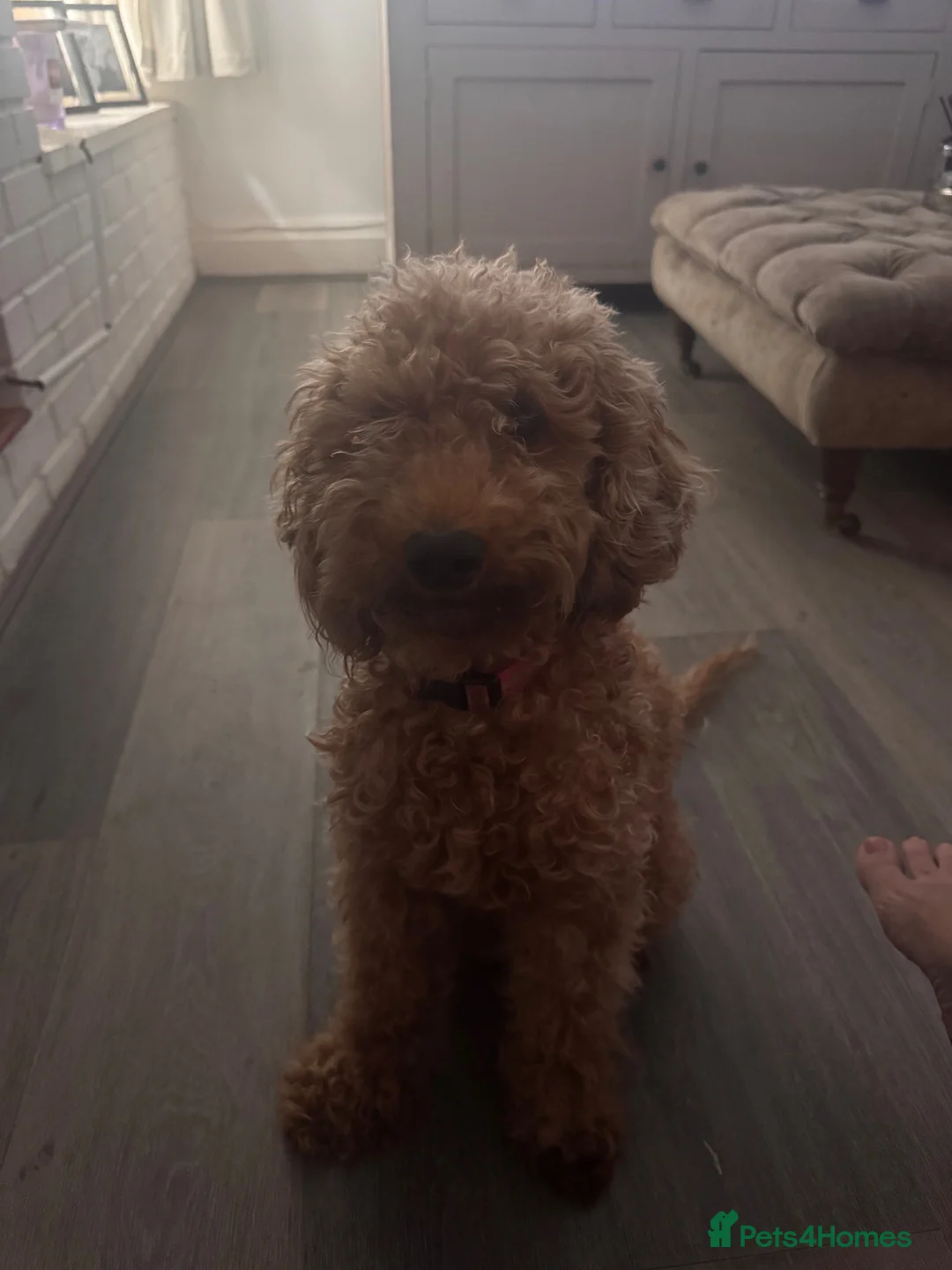 Cockapoo dogs for sale: F2 Cockapoo  - Advert 6