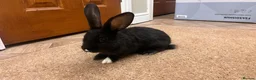 Continental Giant rabbits for sale: Continental Giant Rabbits  - Advert 10