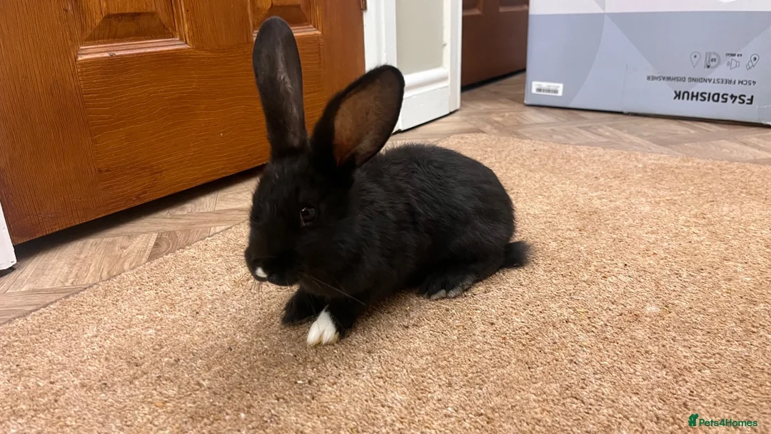 Continental Giant rabbits for sale: Continental Giant Rabbits  - Advert 10