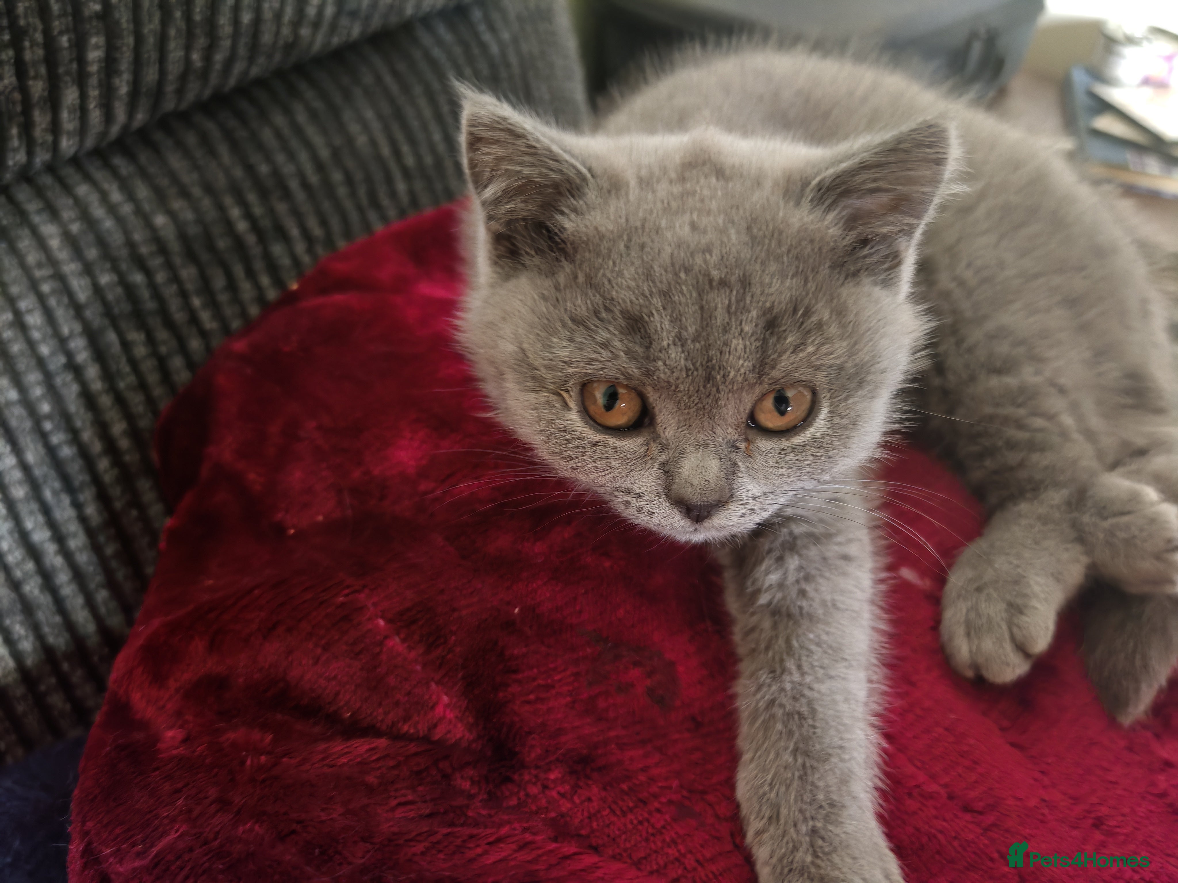 British Shorthair cats For sale Kittens ready  - Advert 1