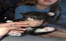 Ragdoll cats for sale: 3 beautiful girls ragdoll x domestic left! - Image 5
