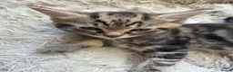 Mixed Breed cats for sale: Tabby kittens  - Advert 3