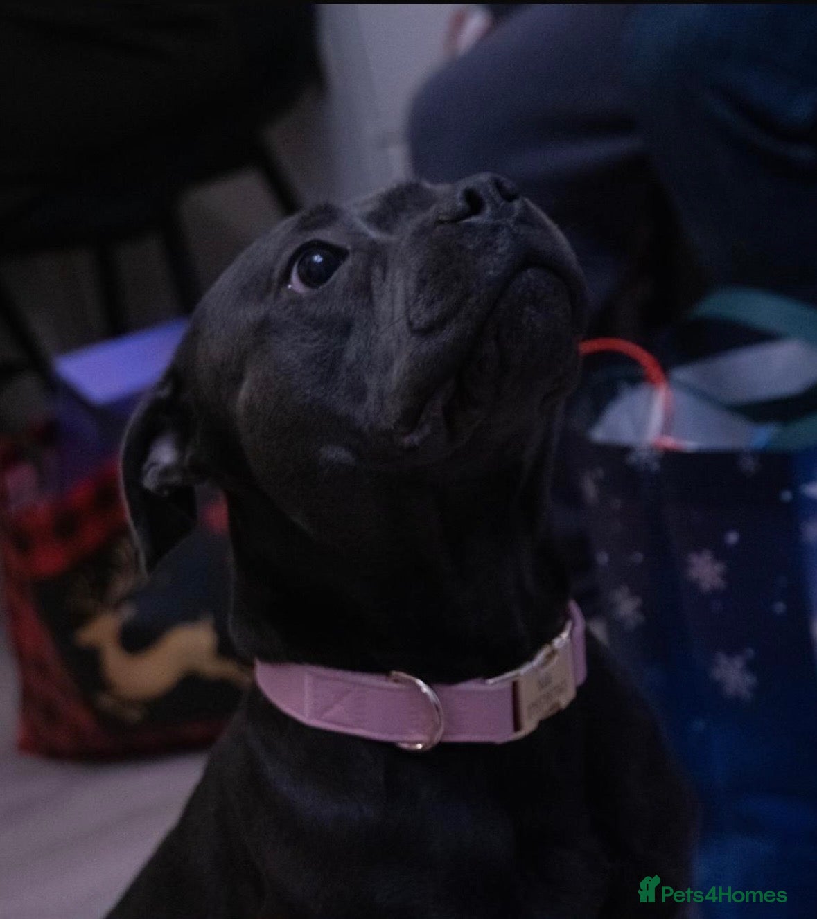 Staffordshire Bull Terrier dogs ***Top Quality KC registered Blue staffy puppies** - Advert 2