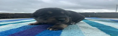 Tan pup