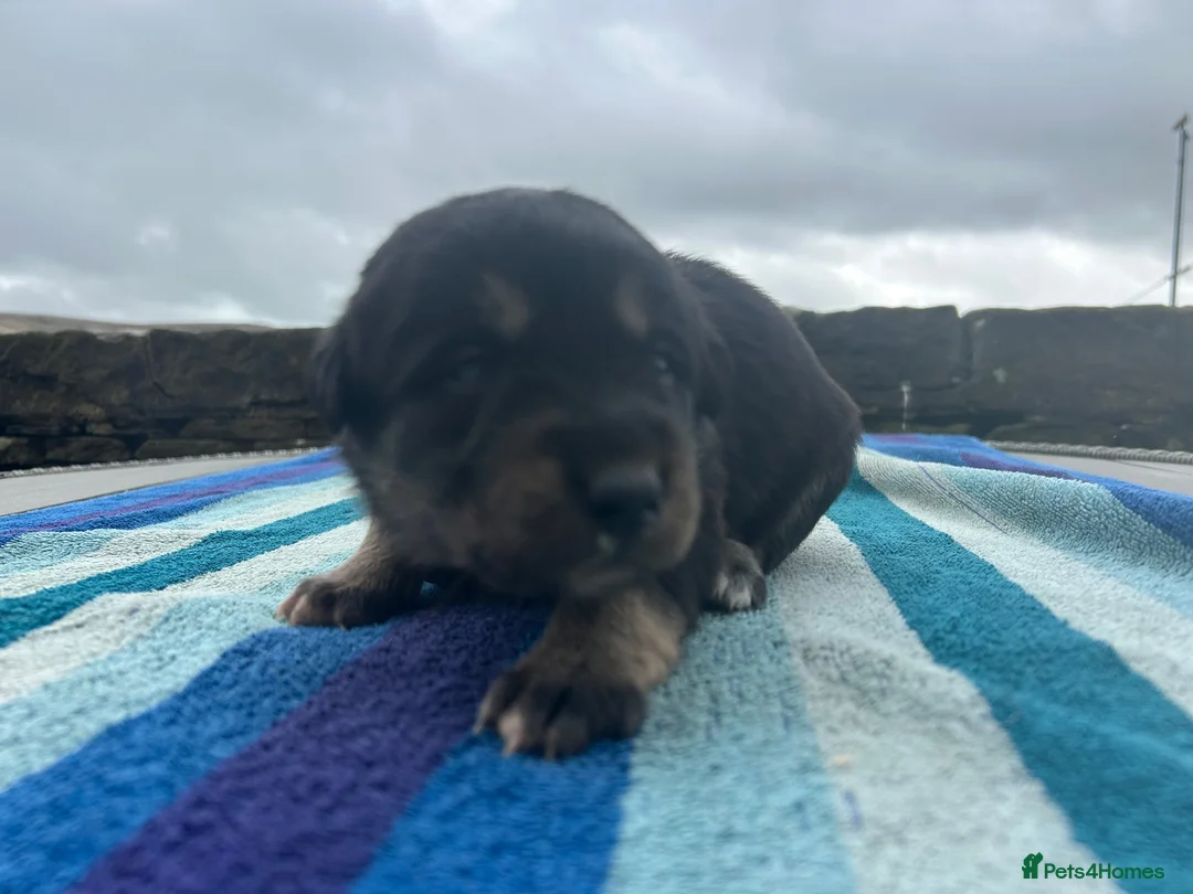 Mixed Breed dogs for sale: Borador puppies for sale - Advert 8