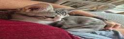 Maine Coon cats for sale: Maine coon baby floofs - Advert 3