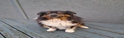 Australian Shepherd dogs for sale: Beautiful Australian Shepherd puppy for sale  - Advert 16
