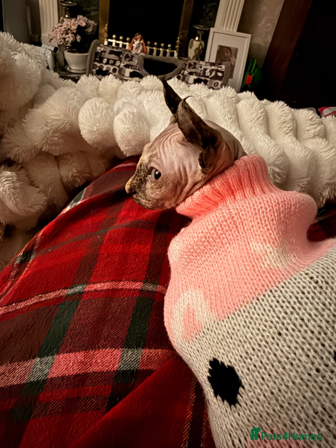 Sphynx cats for sale: Elf Sphynx - Advert 10