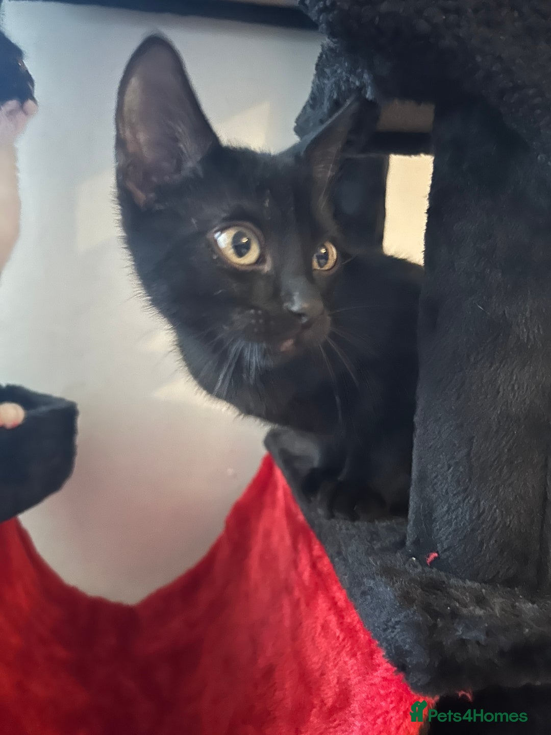 Mixed Breed cats for sale: Salem  - Image 3