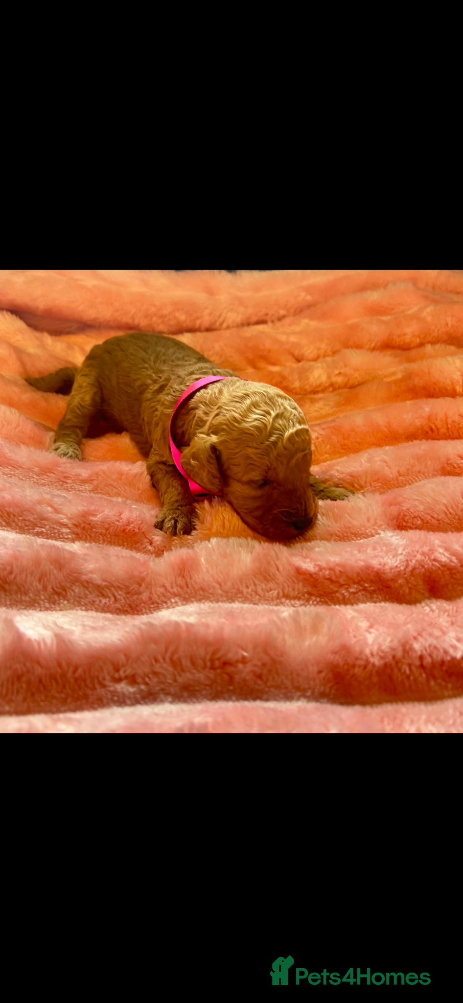 Miniature Poodle dogs for sale: ⭐️⭐️ stunning miniature poodle puppies ⭐️⭐️ - Advert 15