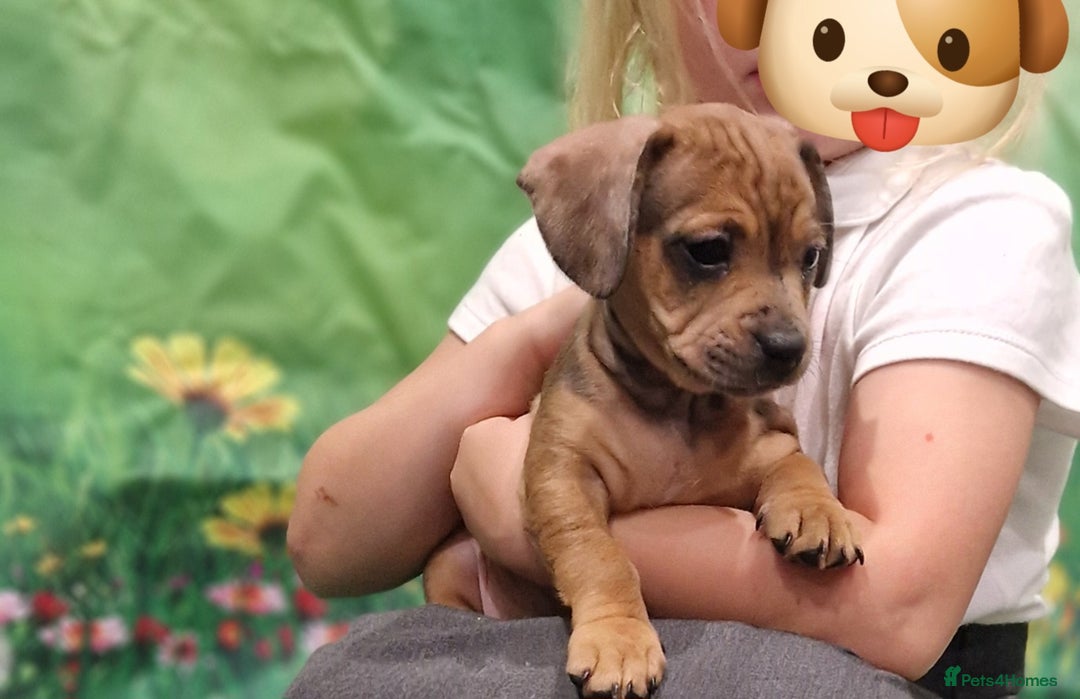 Mixed Breed dogs for sale: Dapple Dachshund mixed breed pups  - Image 10