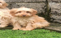 Cockapoo dogs for sale: Health tested puppies  - Image 1