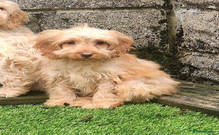 Cockapoo dogs - Advert 7