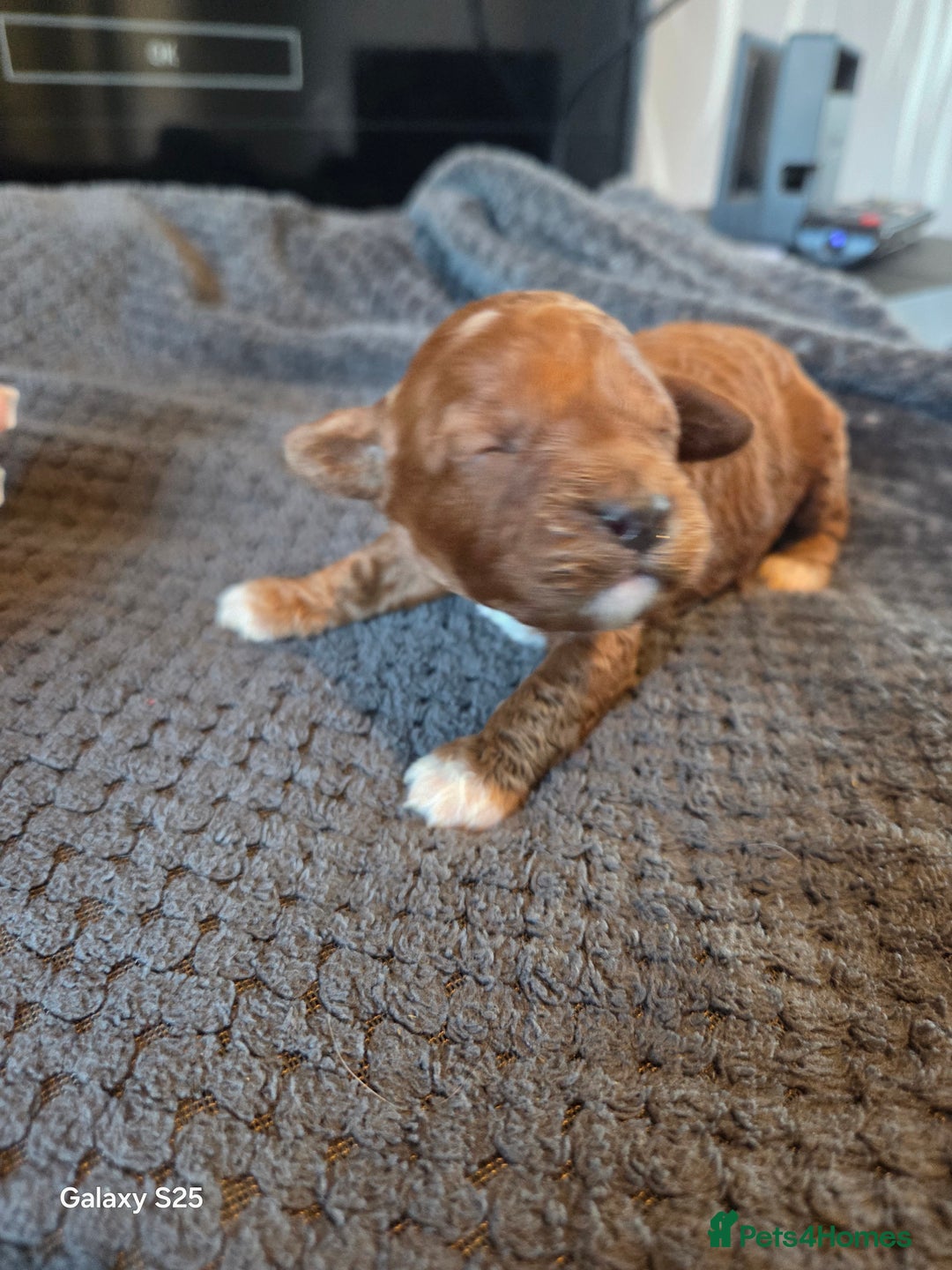 Cavapoo dogs for sale: Minature cavapoos - Advert 13