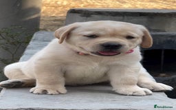 Labrador Retriever dogs for sale: Lovable, Quality KC working Labradors!! - Image 5