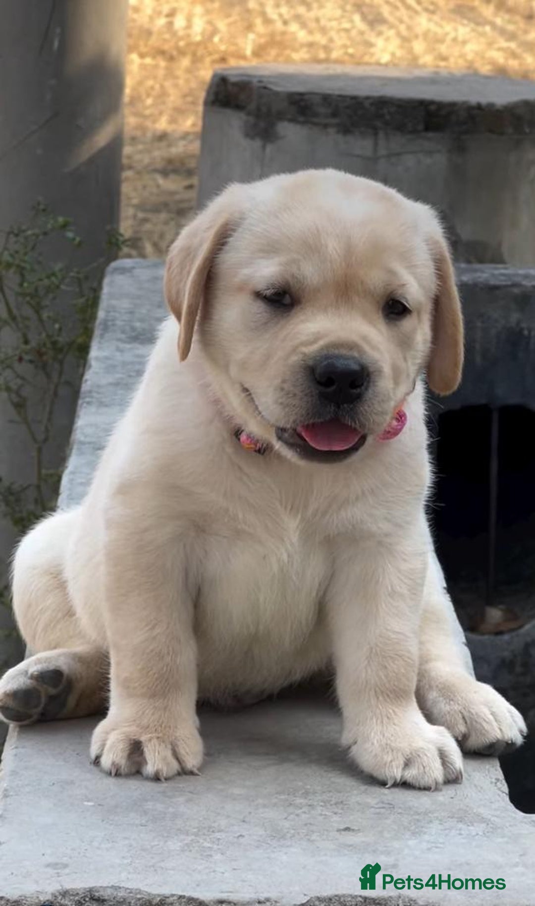 Labrador Retriever dogs for sale: Lovable, Quality KC working Labradors!! - Image 5