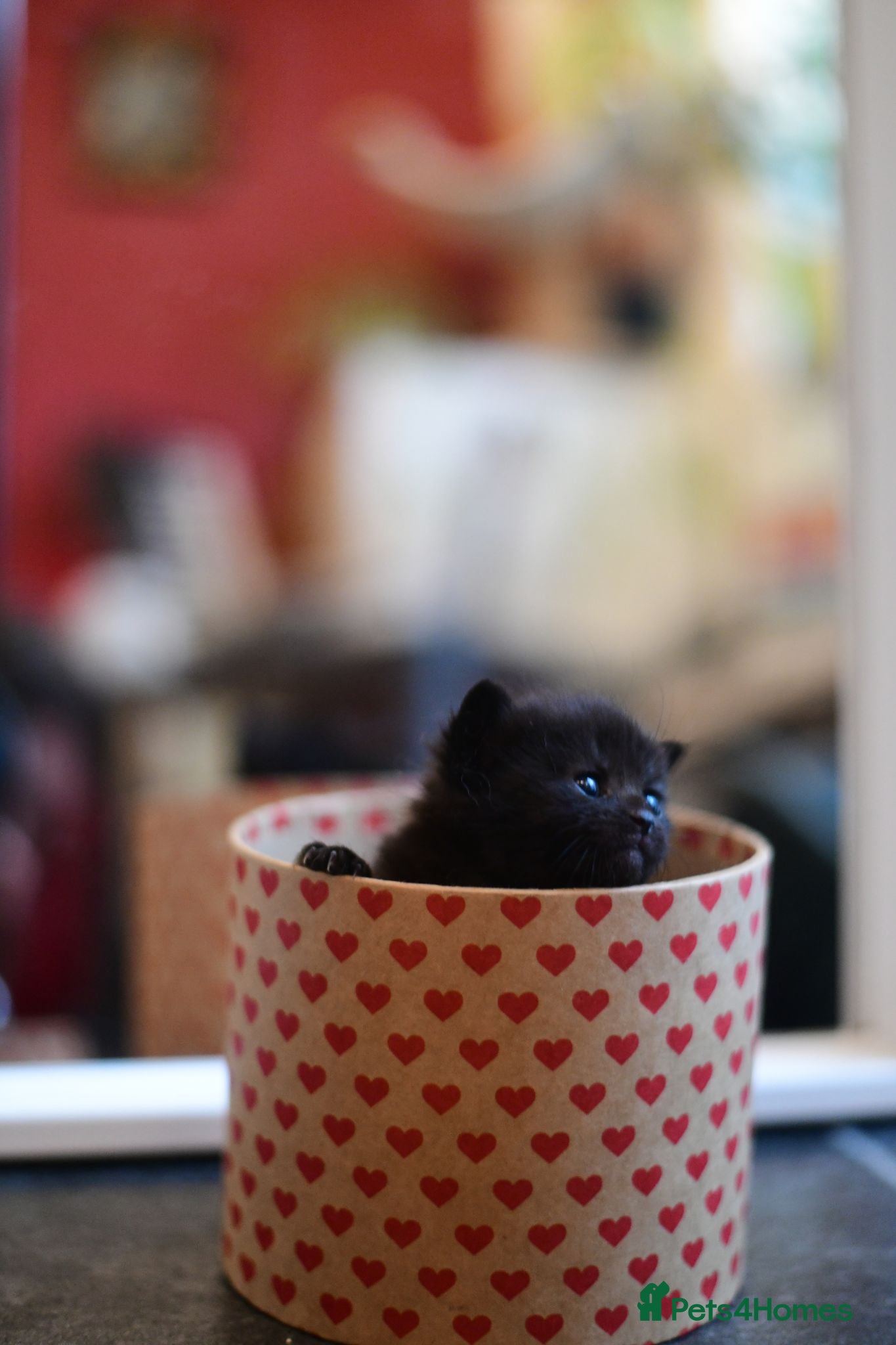Munchkin cats Beautiful Black Female kitten looking 4 home - Advert 3