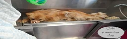 Mixed Breed dogs for adoption: Gobi-2 1/2 yr little fella-Available for adoption  in Brixham - Advert 12