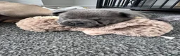 Mixed Breed dogs for sale: Beautiful littler of French chows  - Advert 12