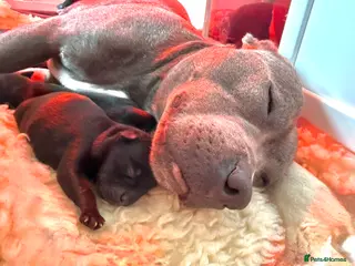 Staffordshire Bull Terrier dogs KC Registered Staffordshire Bull Terrier Puppies - Advert 11