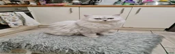 Persian cats for stud: Stunning Persian Silvertip Chinchilla for Stud in Bedford - Advert 6