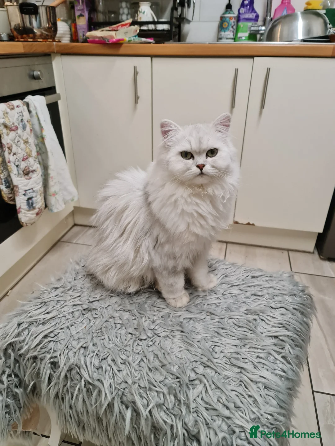 Persian cats for stud: Stunning Persian Silvertip Chinchilla for Stud in Bedford - Advert 6
