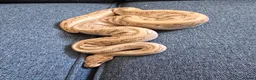 Python Snake reptiles for sale: Various Royal Pythons - Advert 11