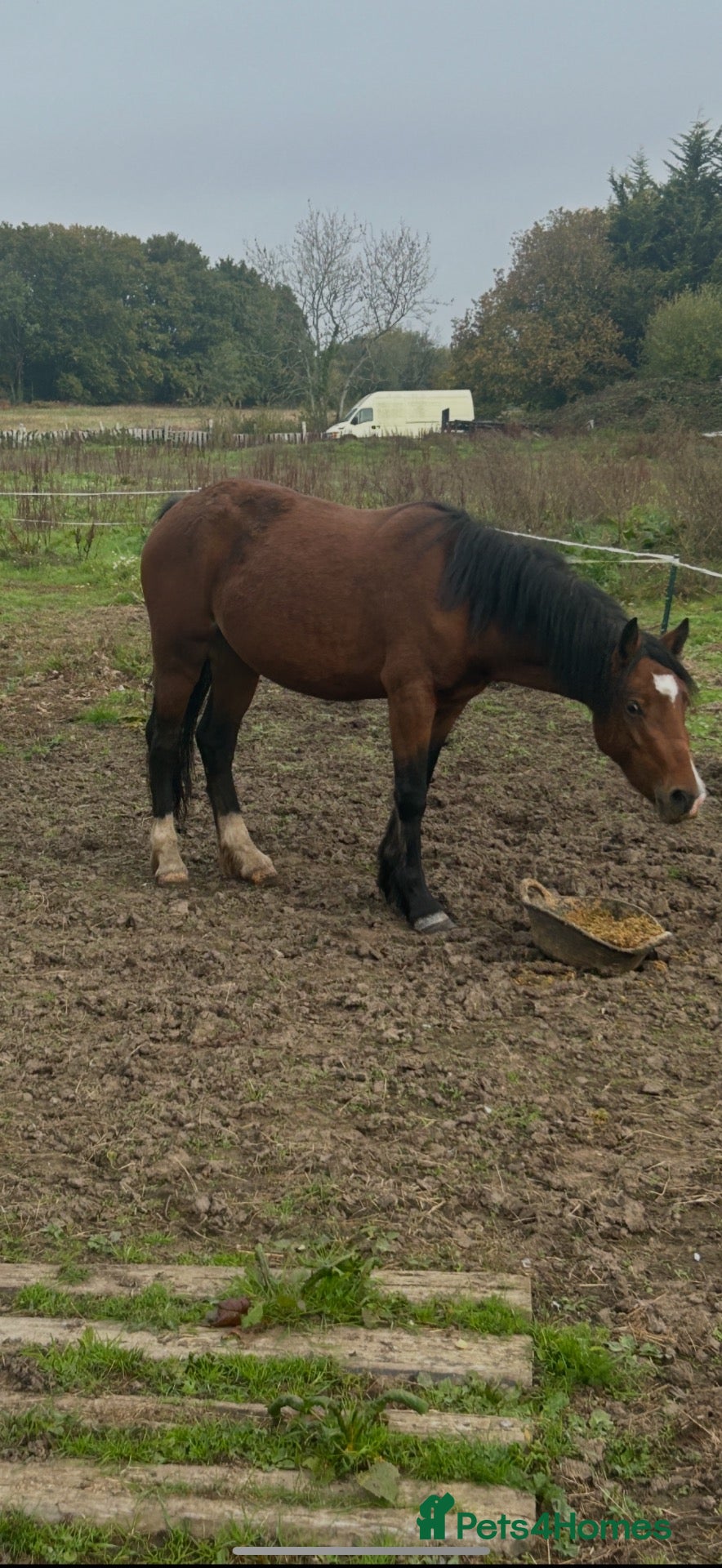 Welsh Section C horses Welsh C mare  - Advert 1