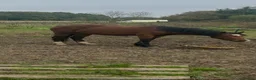 Welsh Section C horses for sale: Welsh C mare  in Southampton - Advert 1