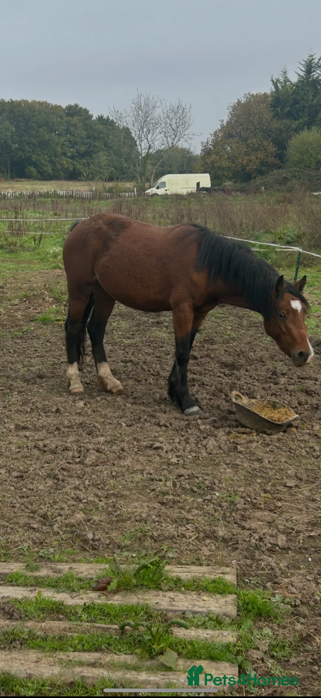 Welsh Section C horses for sale: Welsh C mare  in Southampton - Advert 1